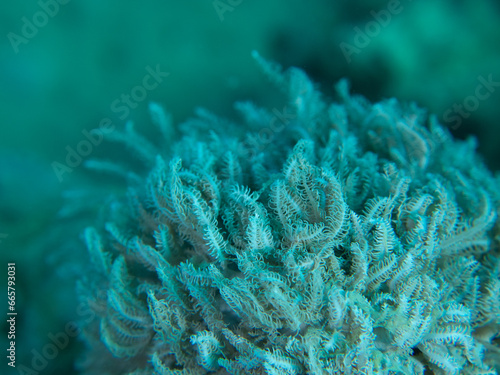 Coral (Xeniidae) Koralowiec
