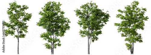 Trees decorate shapes set on transparent backgrounds 3d render png photo