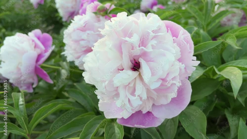 Pink white peonies flowers in the garden. Pink white peonies flowers in the garden.
