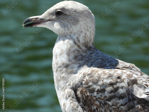 A close view of a seagull s head and neck