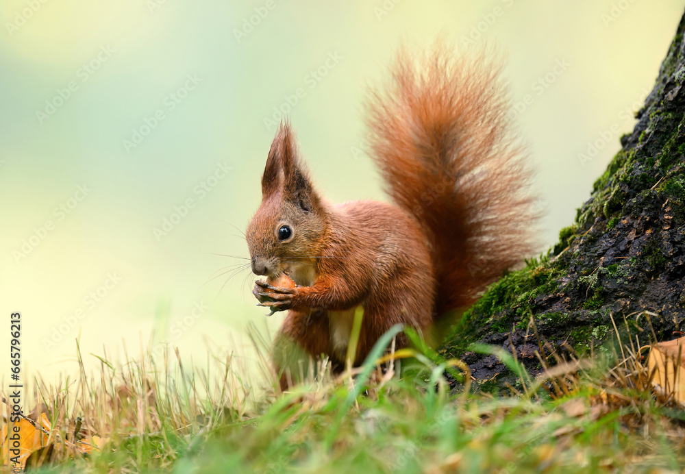 Red squirrel ( Sciurus vulgaris ) close up Red squirrel ( Sciurus vulgaris ) close up