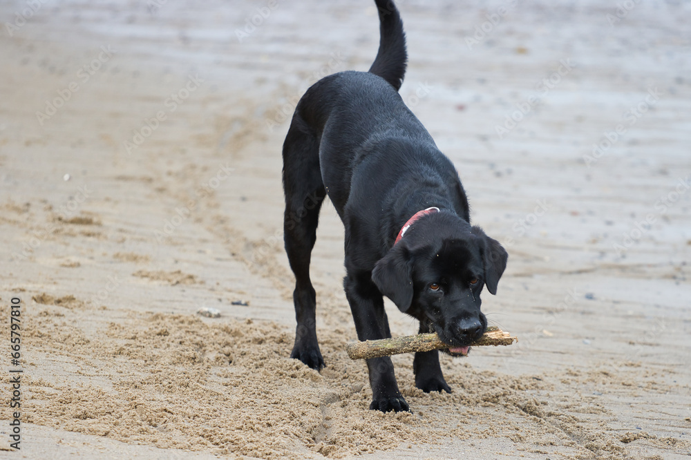 Black Labrador Retriever puppy playing on the beach with a red collar