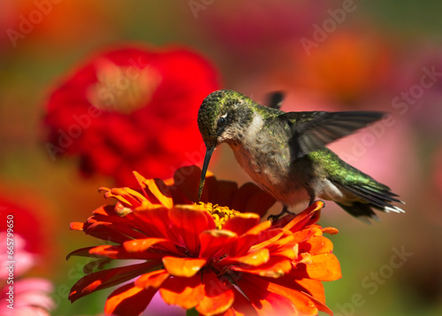 hummingbird perching on flower