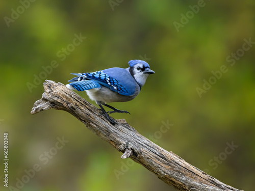 Blue jay portrait in Fall on green background
