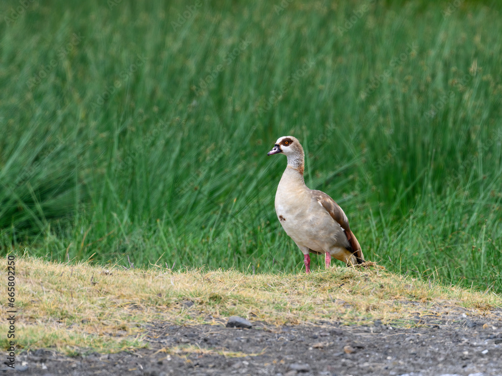 Egyptian Goose standing on dry grass, portrait Egyptian Goose standing on dry grass, portrait