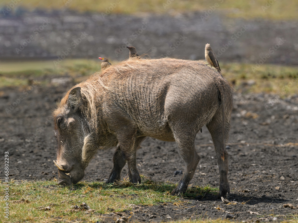 Fototapeta premium The Warthog or Common Warthog with red-billed oxpeckers perched on his back grazing in savannah