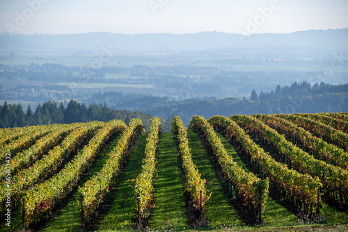 Golden rows of vines line up on a hill, green grass between rows, fog obscuring the background, in this scene in an Oregon vineyard. © Jennifer L Morrow