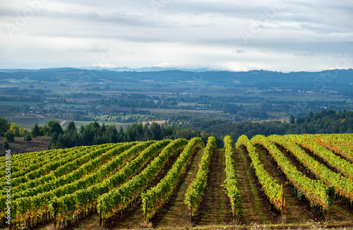 Parallel rows of lush green vines curve up a hill in front of a valley view of fields and hills in this view of an Oregon vineyard.