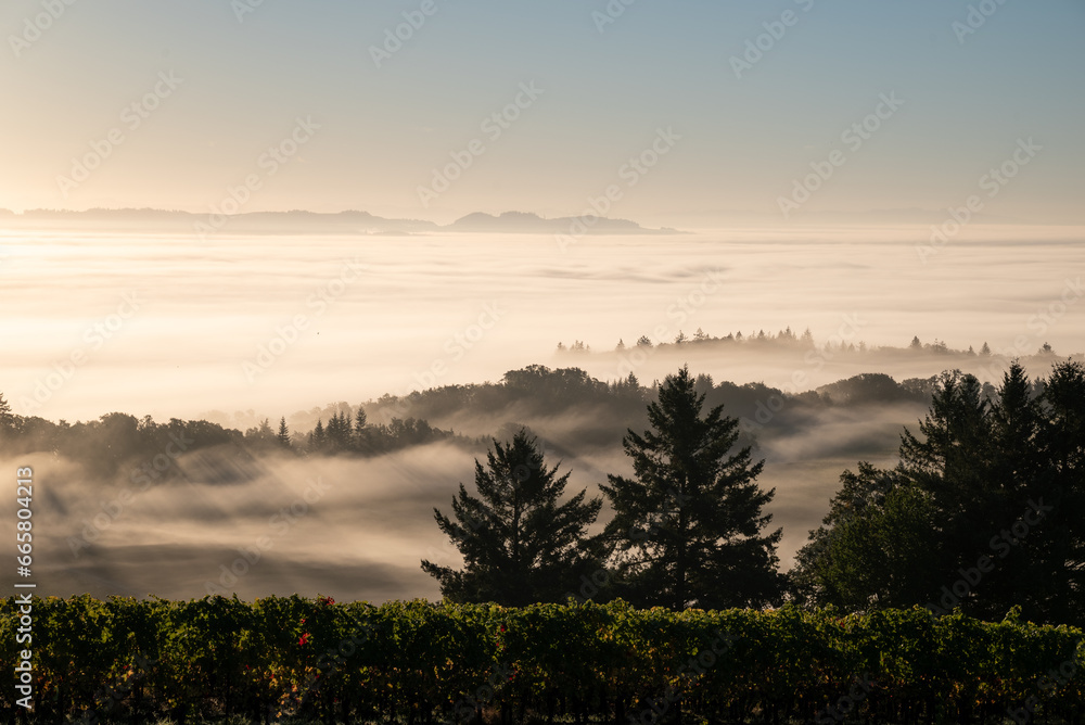 Obraz premium Morning sun glows atop a bank of fog in the valley below, tips of trees show, hilltop vineyard in gold glows in the light.