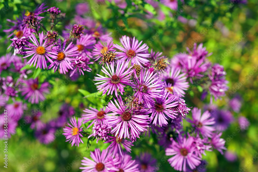 Purple asters in a garden in late summer Purple asters in a garden in late summer