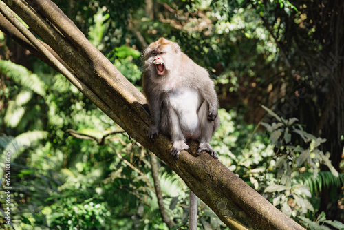 Bali's Monkey Forest enchantment: A cheeky resident mid-chatter on a tree branch, embodying the vibrant spirit of this exotic sanctuary. © Ning
