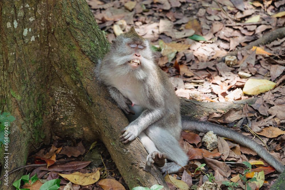 Sacred Monkey Forest Sanctuary, Ubud, Bali, Indonesia