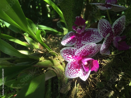 Moth orchid photo