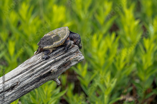 Young snapping turtle on a log