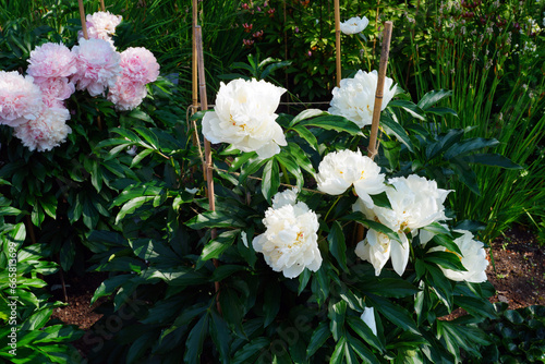 Pink and white peony flowers growing in the garden © eqroy