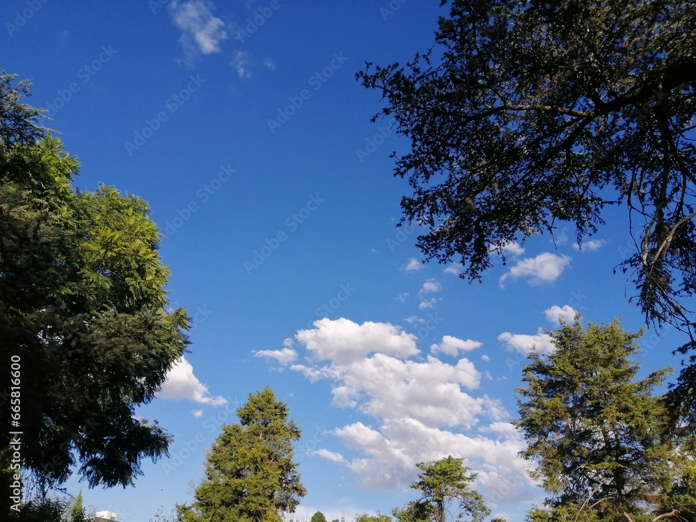 Beautiful tree in nature with green leaves Beautiful tree in nature with green leaves