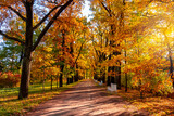 Oak alley in Catherine park in autumn, Pushkin, Saint Petersburg, Russia