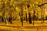 Catherine park in autumn foliage, Pushkin (Tsarskoe Selo), St. Petersburg, Russia