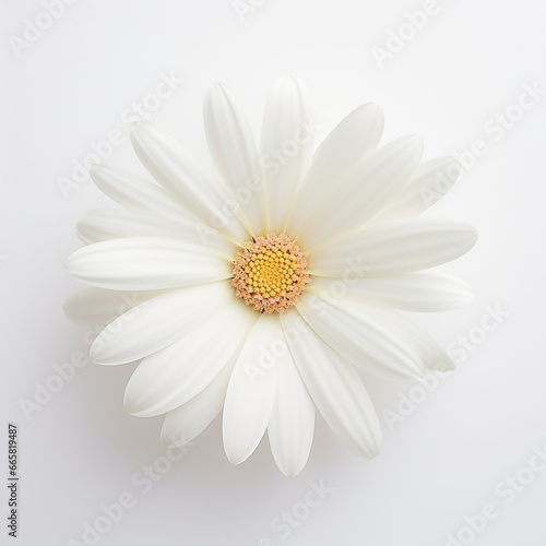 white daisy flower