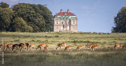 Deer in front of Klampenborg, Hermitage Hunting Lodge in Dyrehaven,  Denmark photo