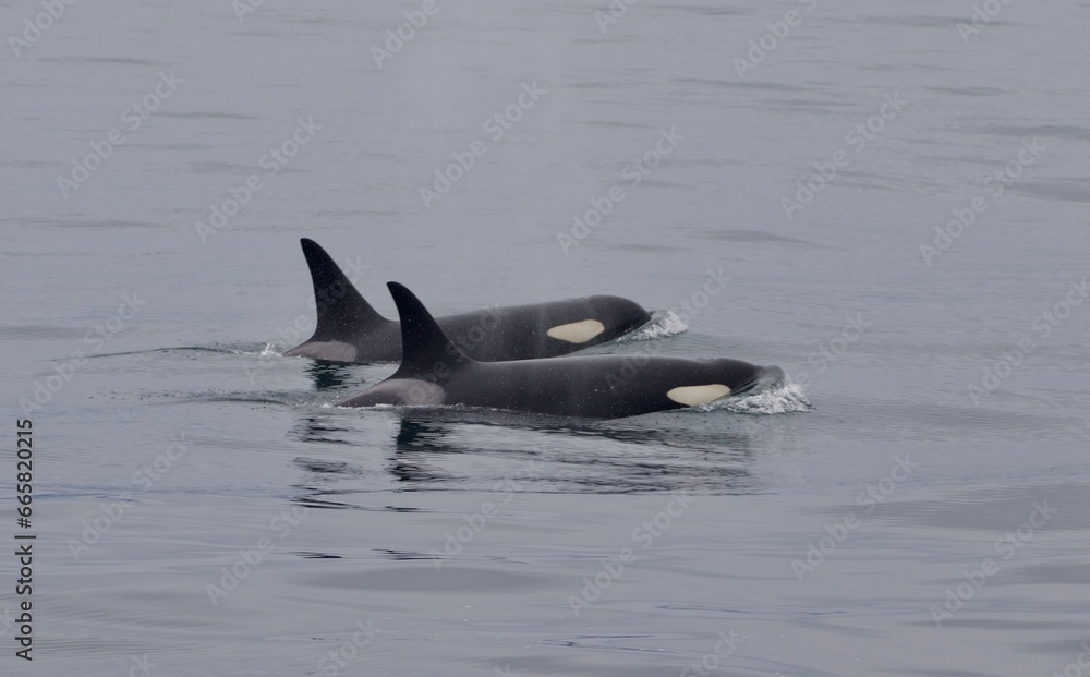 Fototapeta premium pair of killer whales, Alaska