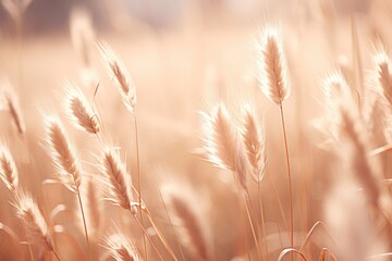 Wandcirkels Pantone 2024 Peach Fuzz Wilde bloemenweide bij zonsondergang  © Margarita Ratatosk