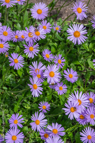 Aster tongolensis beautiful groundcovering flowers with violet purple petals and orange center, flowering plant in bloom photo