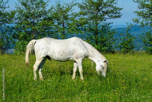 Horses on green meadow on Carpathians mountains landscapes  Apetska mountain  Ukraine