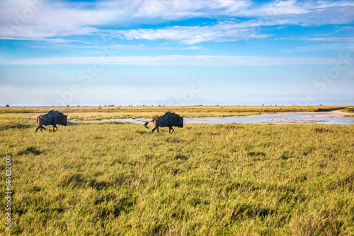 Botswana , in Kalahari desert, two wildebeest walking by the waterhole in the plains