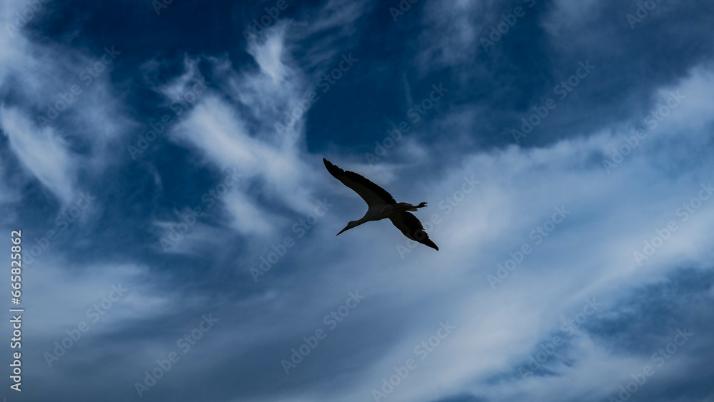 Fototapeta premium A stork flies across the sky, the wild nature