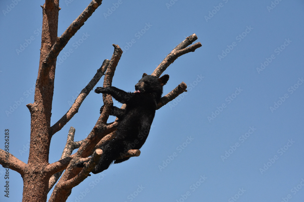 Adorable Black Bear Cub Sitting in a Tree Adorable Black Bear Cub Sitting in a Tree