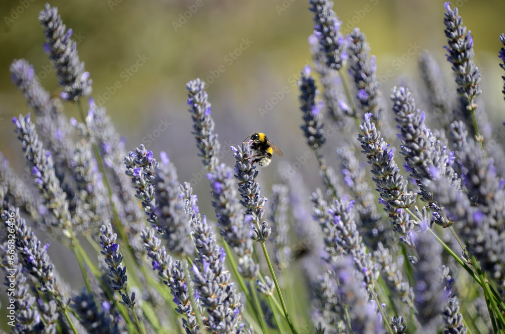 Obraz premium Abeja