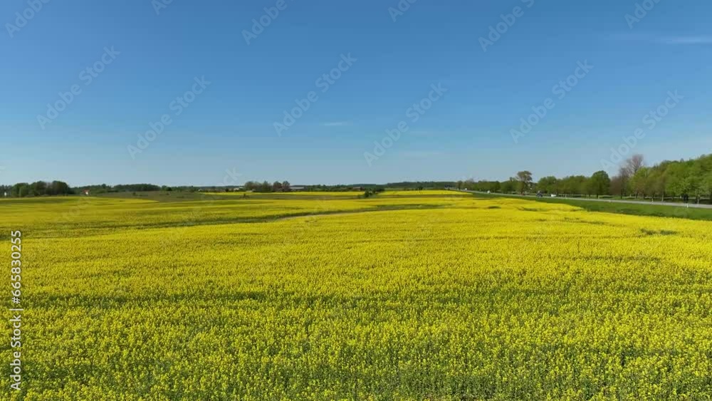 Rapeseed field drone moving up and forward Rapeseed field drone moving up and forward