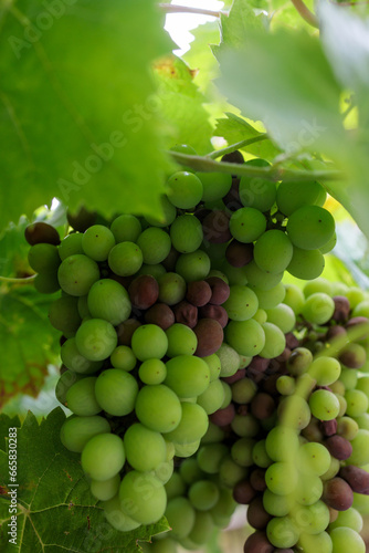 Ripening Grapes in the Portuguese Sun - Close-Up