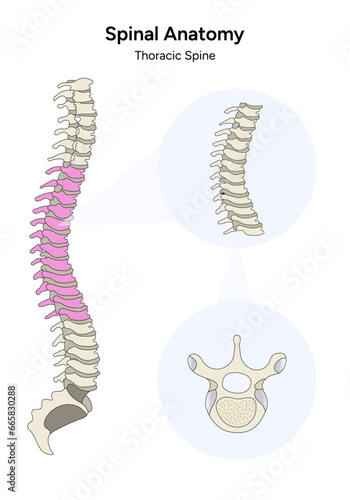 Spinal anatomy thoracic spine back illustration 