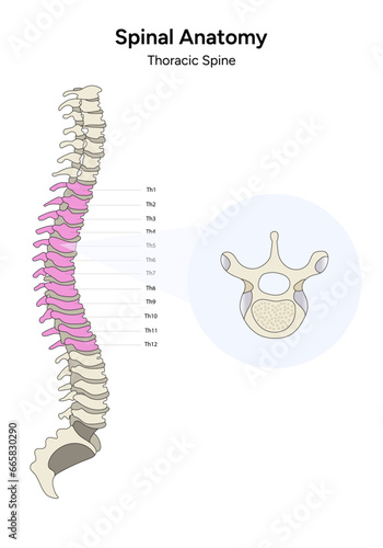 Spinal anatomy thoracic spine back illustration 