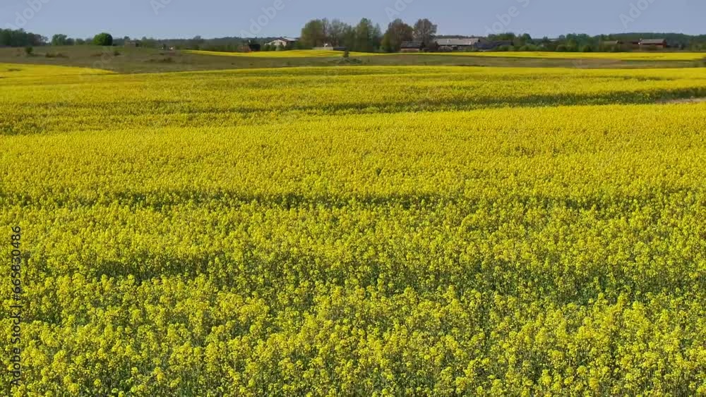 Rapeseed field drone moving backwards Rapeseed field drone moving backwards