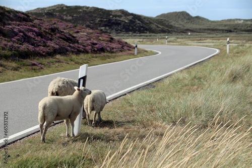 Drei Schafe auf Sylt, laufen auf der Straße Richtung Ellenbogen 