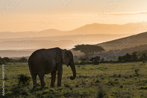 Elefant im Abendrot