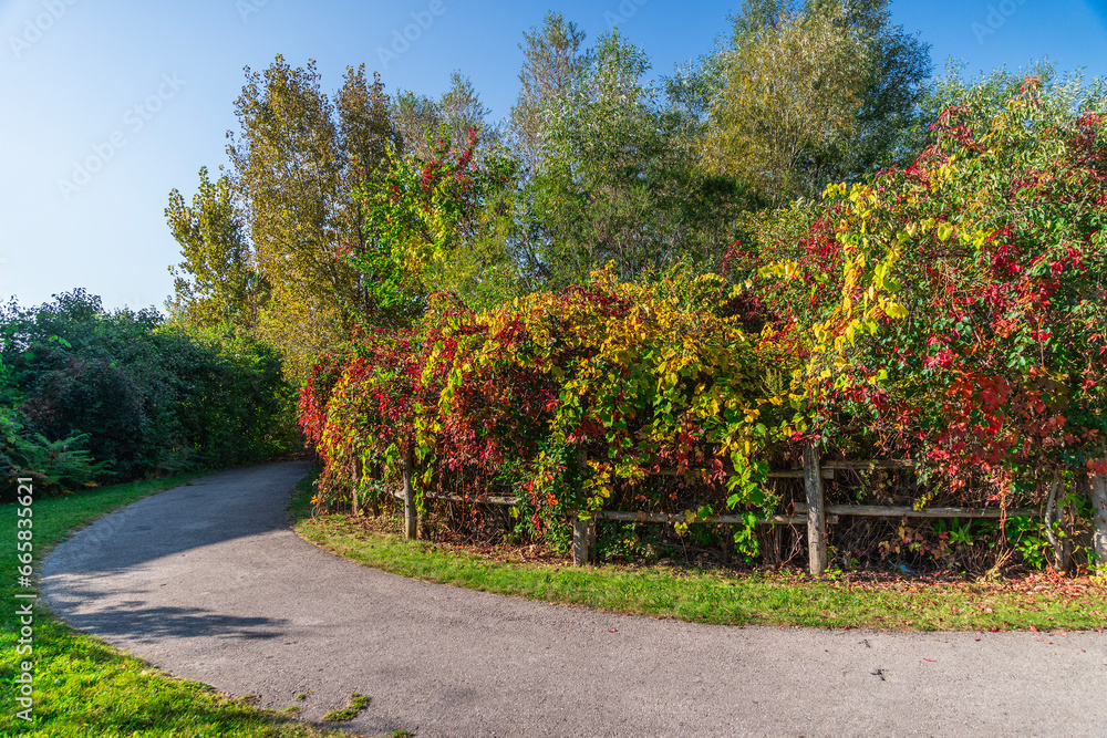 Naklejka premium Autumn, colorful bushes along the path