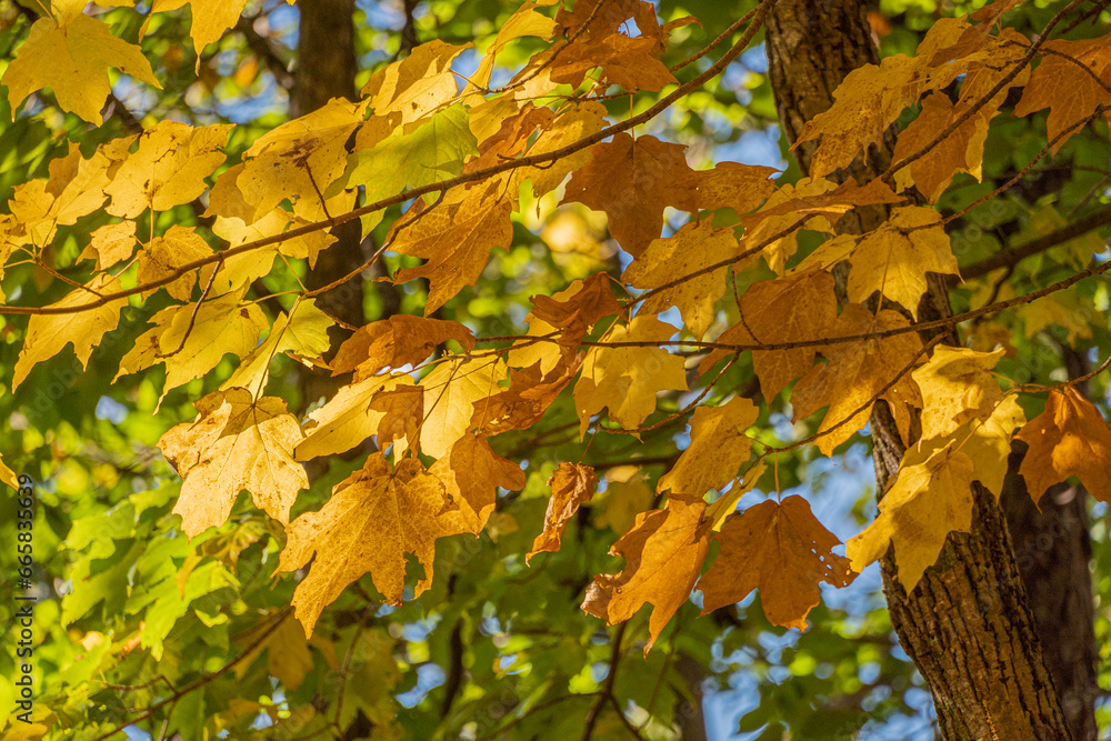 Branch with yellow leaves of Canadian maple Branch with yellow leaves of Canadian maple