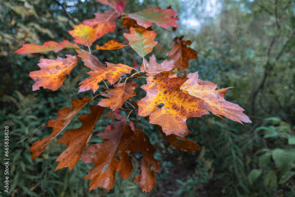 Branch of red leaves of Canadian autumn oak Branch of red leaves of Canadian autumn oak