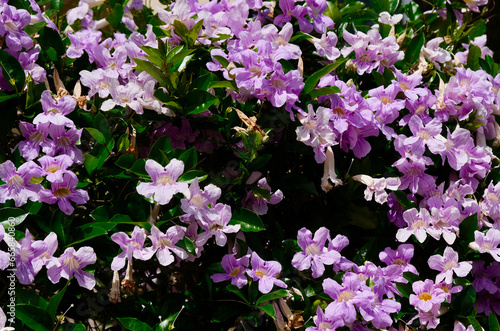 Sydney Summer Flowers