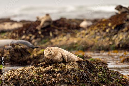 A harbor seal sleeping on a rocky shore near Cayucos, California.