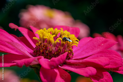 a bee looking for honey in a yellow flower (daisy)