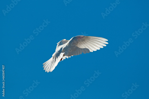 White peace dove flying free isolated on blue sky background.