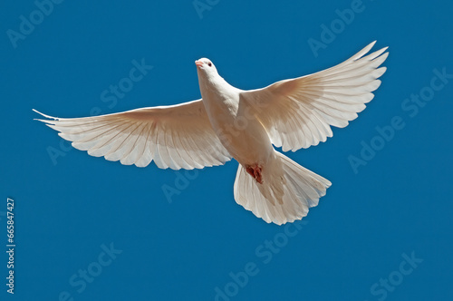 White peace dove flying free isolated on blue sky background.
