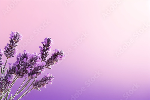 Lavender flowers background  A vibrant lavender flower delicately blooming