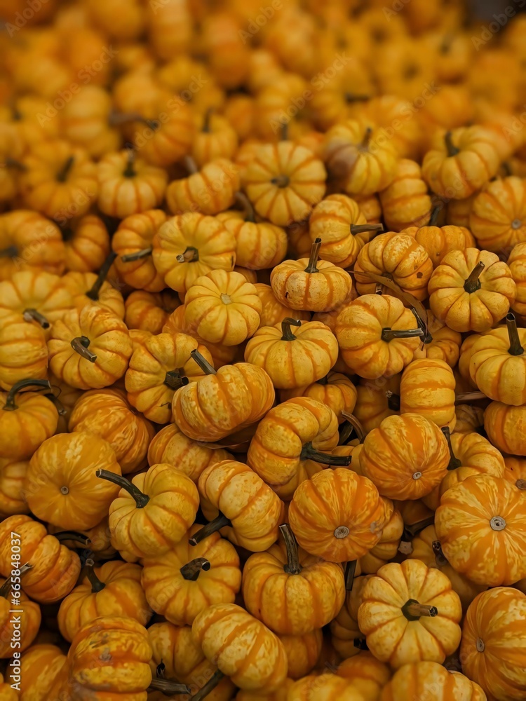 a huge pile of pumpkins, a lot of small pumpkins, pile of gourds a huge pile of pumpkins, a lot of small pumpkins, pile of gourds