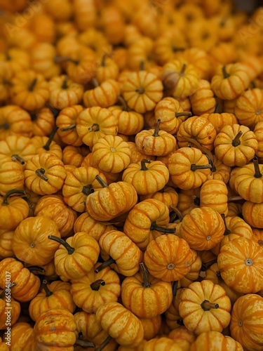 a huge pile of pumpkins, a lot of small pumpkins, pile of gourds